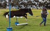Stunning Mule on HorseYard.com.au (thumbnail)