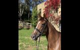 Hardworking, Intelligent and Good looks  on HorseYard.com.au (thumbnail)