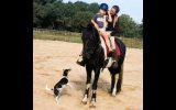 Sweet Heino 7 Year Old Friesian STER Gelding . on HorseYard.com.au (thumbnail)