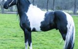 Heino 7 Year Old Friesian STER Gelding . on HorseYard.com.au (thumbnail)