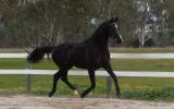 Black warmblood colt Dancier/De Niro lines on HorseYard.com.au (thumbnail)