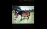 Beautiful Outgoing Project Mare  on HorseYard.com.au (thumbnail)