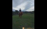 WANTED: NOVICE/BEGINNERS HORSE on HorseYard.com.au (thumbnail)