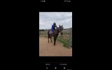 Ex trotter on HorseYard.com.au (thumbnail)