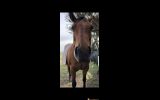 Registered mare & gelding for sale on HorseYard.com.au (thumbnail)