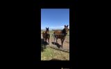 Registered mare & gelding for sale on HorseYard.com.au (thumbnail)