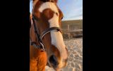Friendly Australian Riding Pony on HorseYard.com.au (thumbnail)