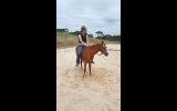 Friendly Australian Riding Pony on HorseYard.com.au (thumbnail)