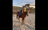 Friendly Australian Riding Pony on HorseYard.com.au (thumbnail)