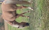 Welsh pony Palomino mare on HorseYard.com.au (thumbnail)