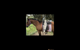 Registered mare & gelding for sale on HorseYard.com.au (thumbnail)