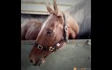 Lovely companion gelding on HorseYard.com.au (thumbnail)