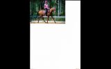 Dressage Pony on HorseYard.com.au (thumbnail)