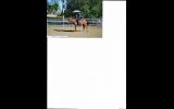 Dressage Pony on HorseYard.com.au (thumbnail)