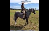 Quality small Hunter pony on HorseYard.com.au (thumbnail)