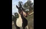 Firestone Lodge Alora- Friesian X Gypsy Cob on HorseYard.com.au (thumbnail)