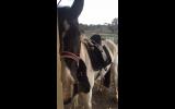 Firestone Lodge Alora- Friesian X Gypsy Cob on HorseYard.com.au (thumbnail)