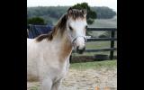 Reg. Welsh gelding yearling on HorseYard.com.au (thumbnail)