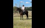 OTT on HorseYard.com.au (thumbnail)