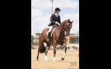 'Stratums Express' Royal Show Quality Hack on HorseYard.com.au (thumbnail)