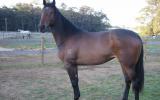 Free lease of a AWHA approved mare on HorseYard.com.au (thumbnail)