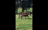 Shetland mare with foal at foot on HorseYard.com.au (thumbnail)