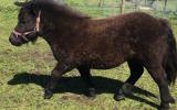 Shetland gelding - make saddle pony on HorseYard.com.au (thumbnail)