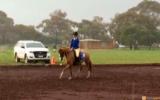 Welsh B Cherrington Romeo on HorseYard.com.au (thumbnail)