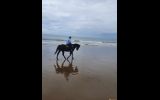 Quarter Horse  on HorseYard.com.au (thumbnail)