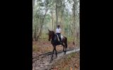 Solid Standardbred Gelding on HorseYard.com.au (thumbnail)