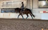 16.2 Bay/Brown Dressage Gelding on HorseYard.com.au (thumbnail)