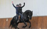 Lovely and charming Friesian horse . on HorseYard.com.au (thumbnail)