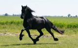4 Years Old Friendly Friesian . on HorseYard.com.au (thumbnail)