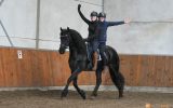 Black Friesian Mare on HorseYard.com.au (thumbnail)