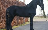 10 day money back guarantee. on HorseYard.com.au (thumbnail)