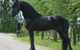 Cute Friesian Gelding Horse for sale . on HorseYard.com.au (thumbnail)