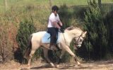 Fun TBxWelsh pony allrounder on HorseYard.com.au (thumbnail)