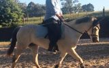 Fun TBxWelsh pony allrounder on HorseYard.com.au (thumbnail)