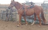 LOVELY STOCK HORSE MARE on HorseYard.com.au (thumbnail)