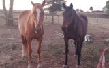 LOVELY STOCK HORSE MARE on HorseYard.com.au (thumbnail)