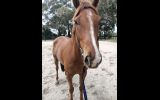 5 year old thoroughbred  on HorseYard.com.au (thumbnail)