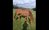 5 year old thoroughbred  on HorseYard.com.au (thumbnail)