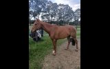 5 year old thoroughbred  on HorseYard.com.au (thumbnail)