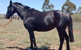 Warmblood cross mare on HorseYard.com.au (thumbnail)