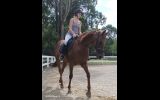 Missy thoroughbred on HorseYard.com.au (thumbnail)