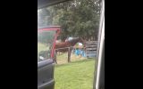 Horse for sale  on HorseYard.com.au (thumbnail)