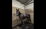 6yr gelding OTT on HorseYard.com.au (thumbnail)