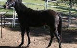 Stunning Black/Brown Yearling Gelding on HorseYard.com.au (thumbnail)