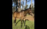 great project or broodmare on HorseYard.com.au (thumbnail)