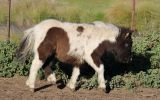 Black Buckskin Pinto Miniature Filly on HorseYard.com.au (thumbnail)